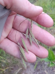 Bromus kalmii