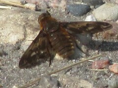 Bombyliidae