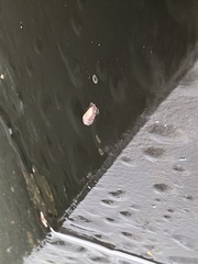 Carronella pellucida