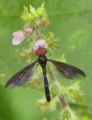 Ocyptamus fuscipennis