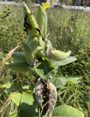 Asclepias syriaca