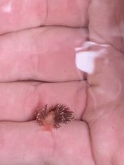 Carronella pellucida