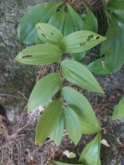 Streptopus lanceolatus