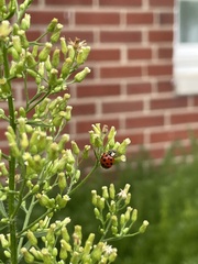 Hesperomyces harmoniae