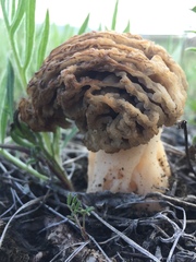 Morchella steppicola