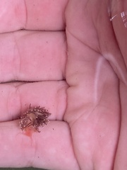 Carronella pellucida