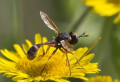 Physocephala vittata