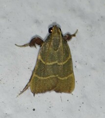 Parachma ochracealis