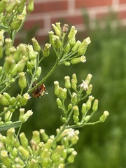 Hesperomyces harmoniae
