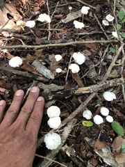 Marasmius rotula