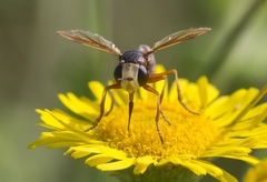 Physocephala vittata