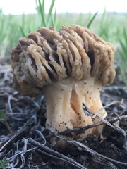Morchella steppicola