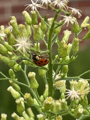 Hesperomyces harmoniae