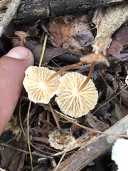 Marasmius rotula