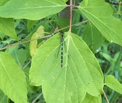 Coenagrion pulchellum