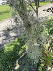 Tillandsia usneoides