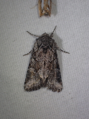 Eriopygini