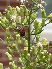 Hesperomyces harmoniae