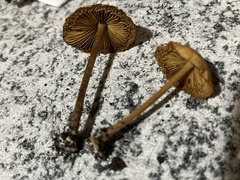 Agrocybe pediades