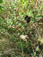 Bupleurum rotundifolium