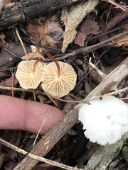 Marasmius rotula