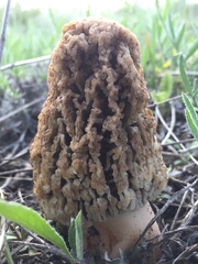Morchella steppicola