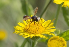 Physocephala vittata