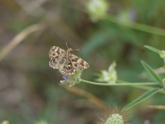 Carcharodus
