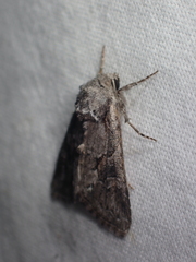 Eriopygini
