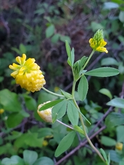 Trifolium aureum