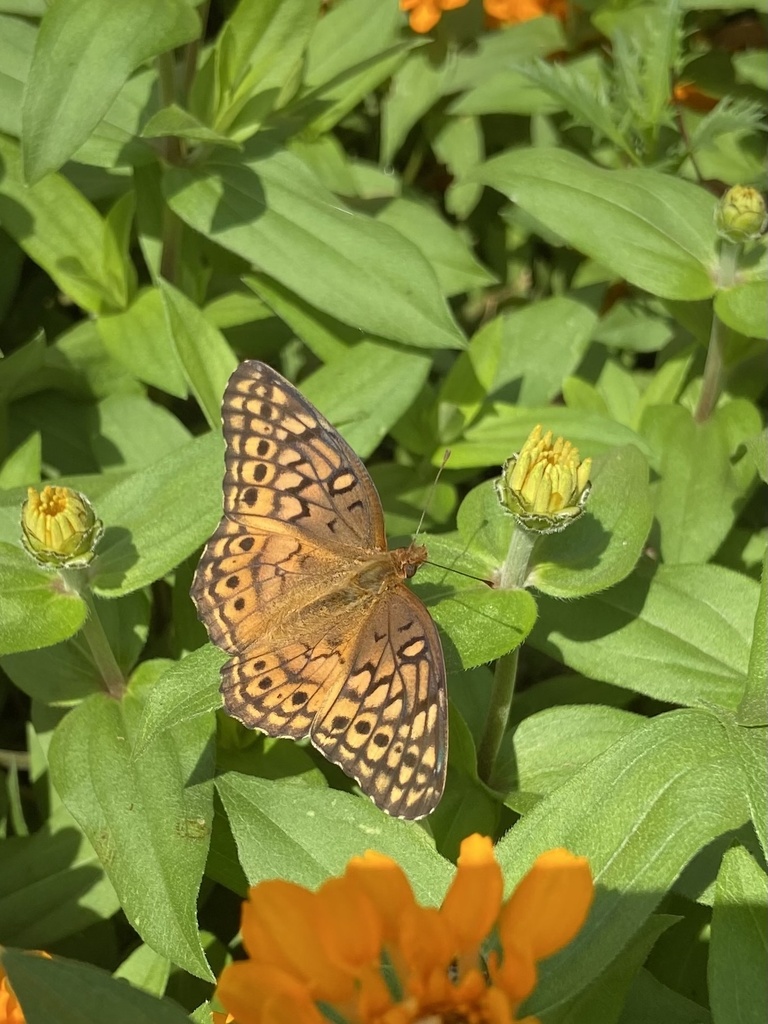 variegated-fritillary-from-purdue-university-west-lafayette-in-us-on