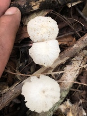 Marasmius rotula