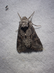 Eriopygini