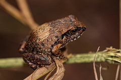 Arthroleptis stenodactylus