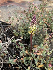 Lachenalia membranacea
