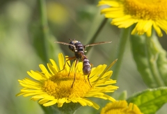 Physocephala vittata