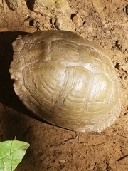 Terrapene carolina triunguis