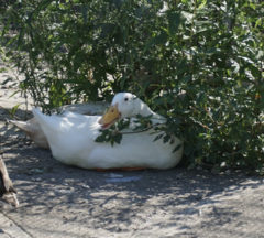 Anas platyrhynchos domesticus