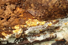 Hypomyces aurantius