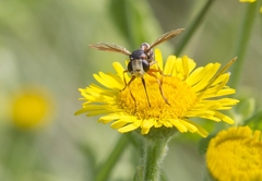 Physocephala vittata