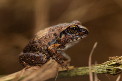 Arthroleptis stenodactylus