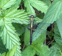 Gomphus vulgatissimus
