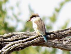 Halcyon chelicuti chelicuti