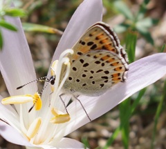 Lycaena tityrus