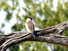 Halcyon chelicuti chelicuti