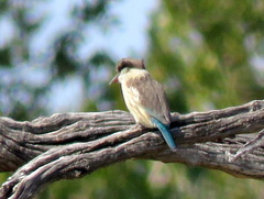 Halcyon chelicuti chelicuti