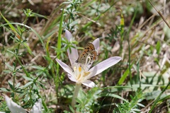 Lycaena tityrus