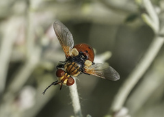 Gymnosoma