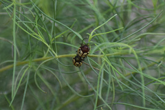 Leptinotarsa lineolata