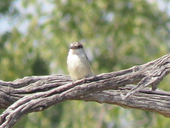 Halcyon chelicuti chelicuti